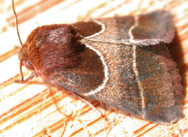 Chocolate Flower Moth